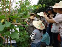 江门市农学会联合举办院校作物遗传与育种科普教育实习活动