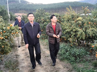 东源县科协调研柑桔示范基地