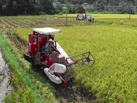 和平县举办夏季水稻机械化收割和插秧演示会