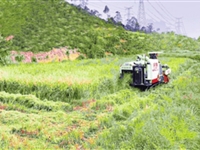 河源市紫金县成功推广种植节水抗旱稻