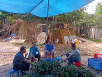 茂名市老科协深入高州市分界镇谢宵村指导荔枝摘果后科学管理工作