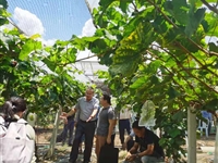 茂名市科协联合市人才驿站组织专家和技术负责人开展葡萄种植技术培训班