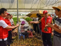 电白区科协开展“田间课堂传科技 乡村振兴科普行”2021年全国科普日系列活动