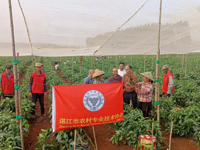 湛江市农技协赴湛江垦区开展农技服务