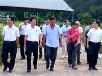 省科协调研组前往河源市连平县调研科技助力乡村振兴工作