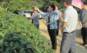 河源市科协到源城区桂山崇志茶叶种植基地调研
