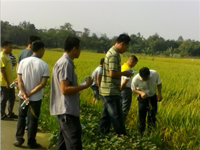 台山市水步镇科协组织2014年水稻新品种成果现场展示观摩会