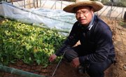 和平县积极做好明春百香果种植备苗工作