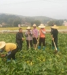 梅州市丰顺县科协到蔬菜基地开展技术指导活动