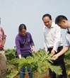 徐闻县科协邀请广州专家为木瓜树“诊病”