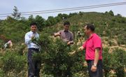 河源市东源县科协到上莞镇仙湖茶叶协会调研