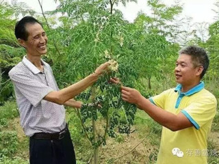 恩平市农村科普示范基地“存善堂辣木”种子跟随长征七号飞上天空