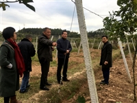 东源县科协党组书记杨晨光率队到灯塔镇高车村百香果种植基地调研