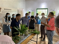 江门市科协到台山开展农业生产和复工复产专题调研