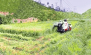 河源市紫金县成功推广种植节水抗旱稻