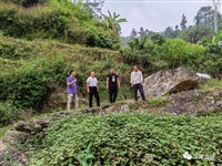 茂名驻大成镇帮扶工作队下沉禄豪村开展产业帮扶调研