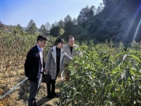 河源市连平县科协到县鹰嘴蜜桃产业技术创新中心开展调研