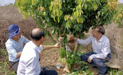 茂名市老科协秘书长邓振权等调研指导电白区林头镇赤岭村荔园工作
