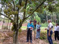 茂名市老科协深入化州市老区调研常有菠萝种植情况