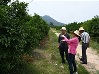 潮州市果树研究所开展科技下乡活动