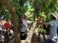 潮州市果树研究所开展科技下乡服务