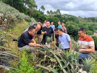 云浮市科协开展水果木瓜、金钻凤梨专题调研及培训活动