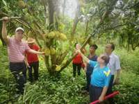 茂名市老科协深入高州市调研指导常有菠萝标准化生产和管理