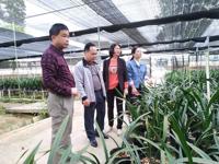 云浮罗定市科协调研陈皮柑与兰花产业种植示范基地