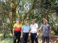 茂名市老科协送科技下乡 指导果农种植常有菠萝蜜标准化生产和管理