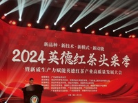 2024年英德红茶头采季（清远分会场）暨新质生产力赋能英德红茶高质量发展学术交流活动举行