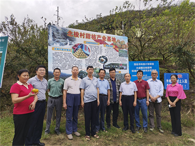 茂名市老科协科技兴果项目调研组深入信宜北梭村调研甜柿引种试验实施情况