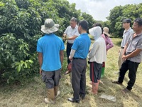 揭阳市科协组织科技人员到惠来县开展荔枝种植管理技术服务活动